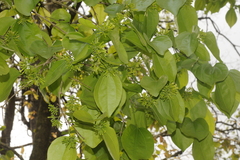 Strychnos nux-vomica